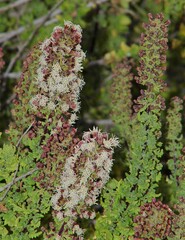 Ophryosporus