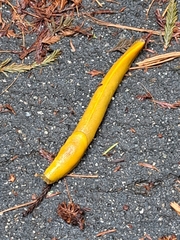 Ariolimax dolichophallus