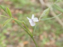 Vicia acutifolia