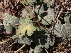 Cucurbita cordata