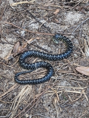 Lampropeltis nigra