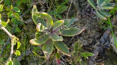 Dudleya