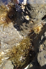 Isactinia olivacea