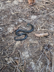 Lampropeltis nigra