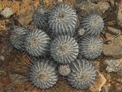 Copiapoa dealbata