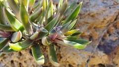 Dudleya