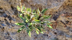 Dudleya