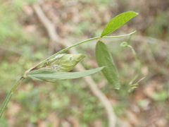 Vicia acutifolia