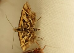 Diasemia grammalis