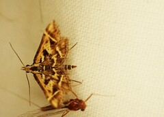 Diasemia grammalis