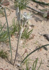Androstephium breviflorum