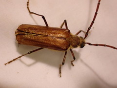 Ochrocydus huttoni