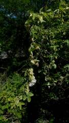 Passiflora tucumanensis