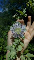 Passiflora tucumanensis