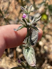 Dicliptera peduncularis