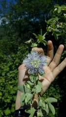 Passiflora tucumanensis