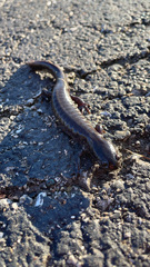 Ambystoma 'unisexual complex'