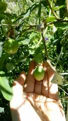 Passiflora tucumanensis