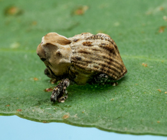 Brachyphyes thoracicus