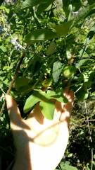 Passiflora tucumanensis