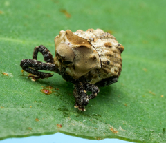 Brachyphyes thoracicus