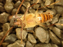 Ochrocydus huttoni