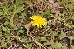 Taraxacum tenellisquameum