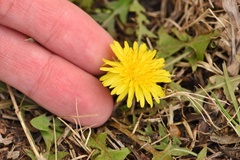 Taraxacum tenellisquameum