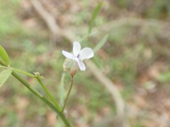 Vicia acutifolia