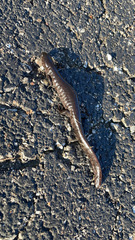 Ambystoma 'unisexual complex'