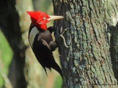 Campephilus leucopogon