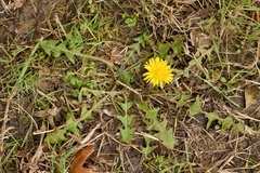 Taraxacum tenellisquameum