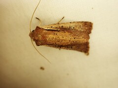 Ichneutica atristriga