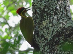 Piculus chrysochloros