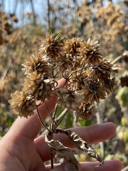 Montanoa