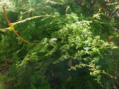 Lindsaea microphylla