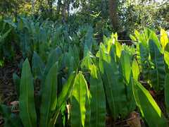 Acrostichum danaeifolium