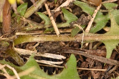 Taraxacum tenellisquameum