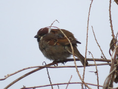 Passer montanus