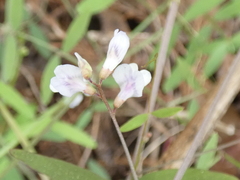 Vicia acutifolia