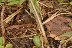 Taraxacum tenellisquameum