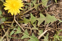 Taraxacum tenellisquameum