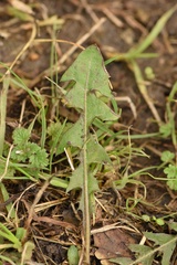 Taraxacum tenellisquameum
