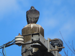 Columba livia domestica