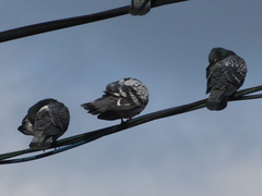Columba livia domestica
