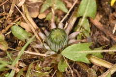 Taraxacum tenellisquameum