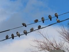 Columba livia domestica