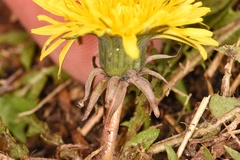 Taraxacum tenellisquameum