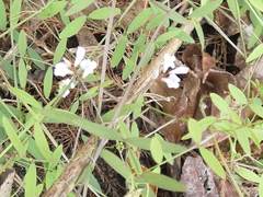 Vicia acutifolia