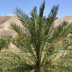 Phoenix dactylifera